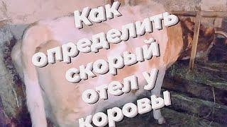 КАК ОПРЕДЕЛИТЬ СКОРЫЙ ОТЕЛ У КОРОВЫ. КОГДА ЖДАТЬ ОТЕЛА.