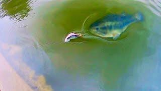 HUGE SWIMBAIT catches MONSTER BASS RIGHT AT THE BANK!!