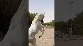 Arabic Stallion in action!!