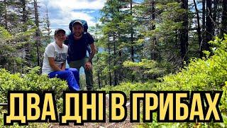 Дикий Грибний Похід З Ночівлею У Палатці!