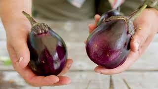 E-Tender: Eggplant Variety for Fresh Eating