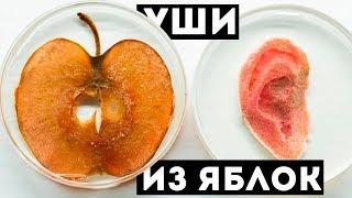 БИОПЕЧАТЬ  ИЗ РАСТЕНИЙ