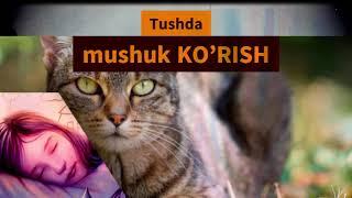 Tushda mushuk KO’RISH - Тушда мушук курса