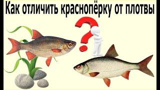 Самый простой способ как отличить краснопёрку от плотвы, густеру от плотвы и подлещика.