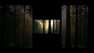Prompt Lab 11 Veo 3 camera movement. Transition in nature shot (Prompt Reveal!) #veo3