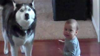 Husky sings with baby