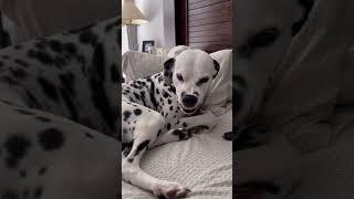 Would you get a Dalmatian?! #dogs #shorts #dalmatiandog