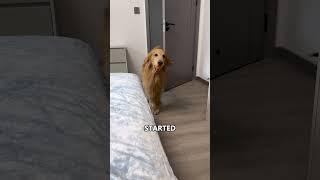 Golden Retriever’s Prancing Wake-Up Routine