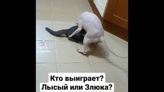 Битва века.
