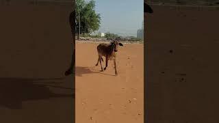 plz viral my cow Rani #cow #world #best #tiktok #shorts