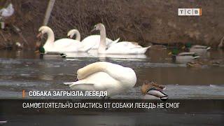 Собака загрызла лебедя