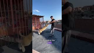 The lost lion cub found a new home—can it return to the wild?#lion #shorts #animals #cute #love