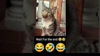 Wait for the end  #funny #funnycat #shorts #viralshorts #smartphone #cats #catshorts
