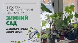 Зимний сад. Декабрь 2023 - март 2024. Филодендроны, папоротники, алоказии, фикусы.