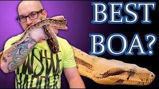 What is the BEST BOA? Dumerils Boa vs Red Tail Boa vs Common Boa Comparison