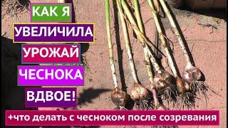 КАК ОПРЕДЕЛИТЬ КОГДА ВЫКАПЫВАТЬ ЧЕСНОК, КАК ЕГО ПРАВИЛЬНО ХРАНИТЬ И ЧТО ПОСЛЕ НЕГО ПОСАДИТЬ!