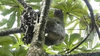 Three-Toed Sloth, Bogarin Trail, La Fortuna, Costa Rica