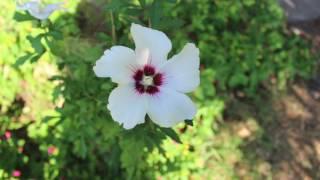 Conscious breathing  (8mins ) from Thich Nhat Hanh's Plum Village