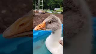 Baby Honks! Look at Drew's hair! May 2024 #geese