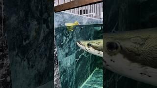 Big fish Arapaima#shorts #vairal