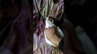 Канат паязов
