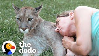 Blind Cougar Was Scared Of Crashing Into Things Until Mom Came To The Rescue | The Dodo