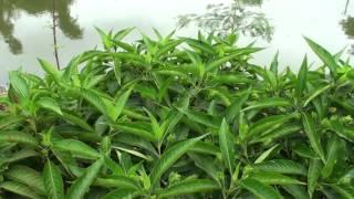 Justicia adhatoda | herb to treat cold asthma cough