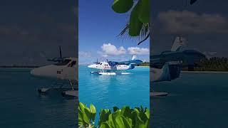 One more day in paradise #shorts #shortvideo #shortsvideo #youtube #youtubeshort