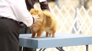 Monroe LA - Pomeranian 6-9 Puppy Bitch