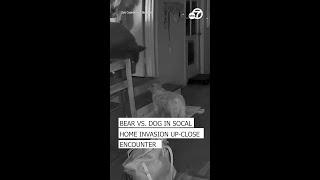 Bear vs. dog in SoCal home invasion up-close encounter