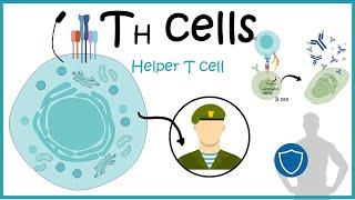 Helper T cells ( Th cell development ,differentiation and function)