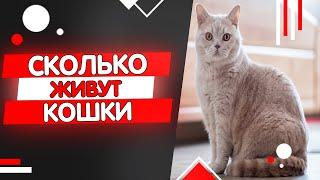 Сколько живут кошки. Продолжительность жизни кошек