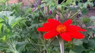 My September Garden