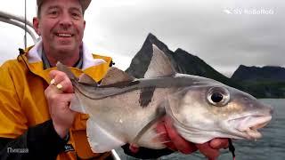 В каком возрасте у Пикши (Haddock) — Melanogrammus aeglefinus наступает половая зрелость ?