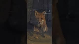 #urbanfox #londonwildlife #gardeninvader #letsbefriends #somebodyswatchingme #whatalooker #fox #foxy