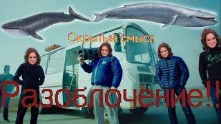 Скрытый смысл Грибы-тает лёд, Синий кит виноват во всём!