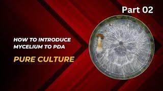 Mastering Mushroom Cultivation Introducing Pure Cultures to PDA Media for Optimal Growth