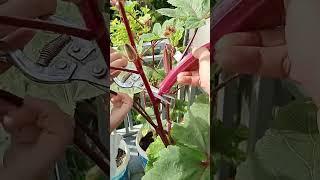 Harvesting red okras 17.06: Enjoying rural life, gardening & nature #rurallife #gardening #nature