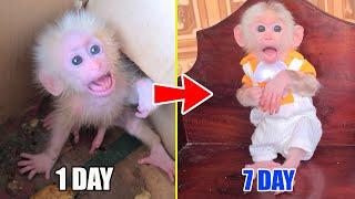 Full Video of the Process of Adopting a Poor Abandoned Baby Monkey