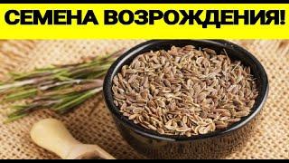 СЕМЕНА ВОЗРОЖДЕНИЯ! Всего одна ложка СЕМЯН УКРОПА и организм как Новый #пользаукропа #семенаукропа