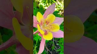 Beautiful columbine flowers -my garden #columbineflowers #garden