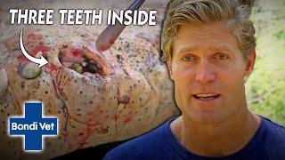 Vet Removes 3 TEETH That Got Trapped In Croc's Mouth | Bondi Vet