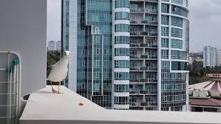 Самая нерешительная чайка на земле. The most shy seagull on planet Earth