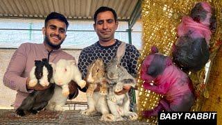 New Born Rabbits | Rabbit Farming in India