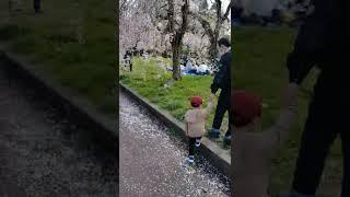 sakura  season in Japan 