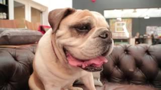 English Bulldog 101: Is a Bulldog Right For You?