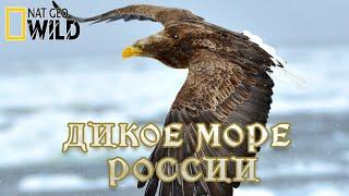 Дикое море России - Сезон изобилия. Дикая природа России. #Документальный National Geographic 12+