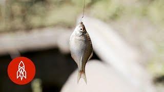 Catching Tiny Fish With Tiny Rods