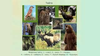Природные зоны Земли