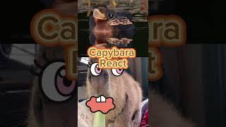 Capy Moments! Capybara reacting to??? #capybara #capivara #capybaramemes #masbro